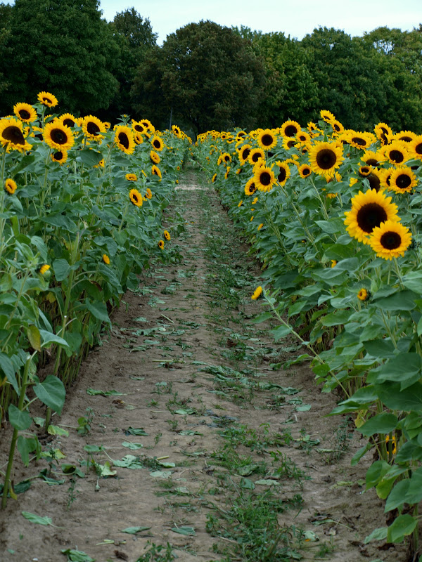 Crafted by Carly Sunflowers and Pumpkins