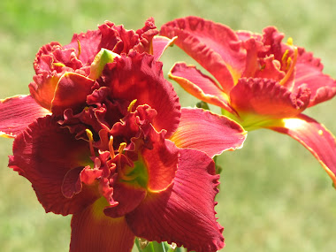 Red Daylilies