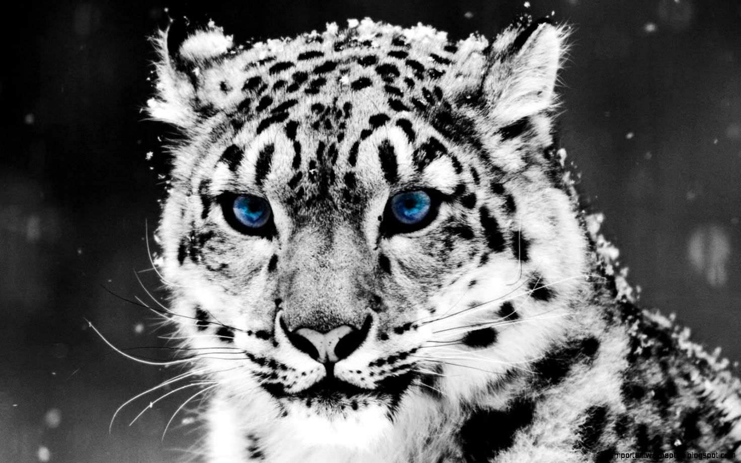 Snow Leopard Wallpaper Collection 40 Snow Leopard Wallpaper Collection 40