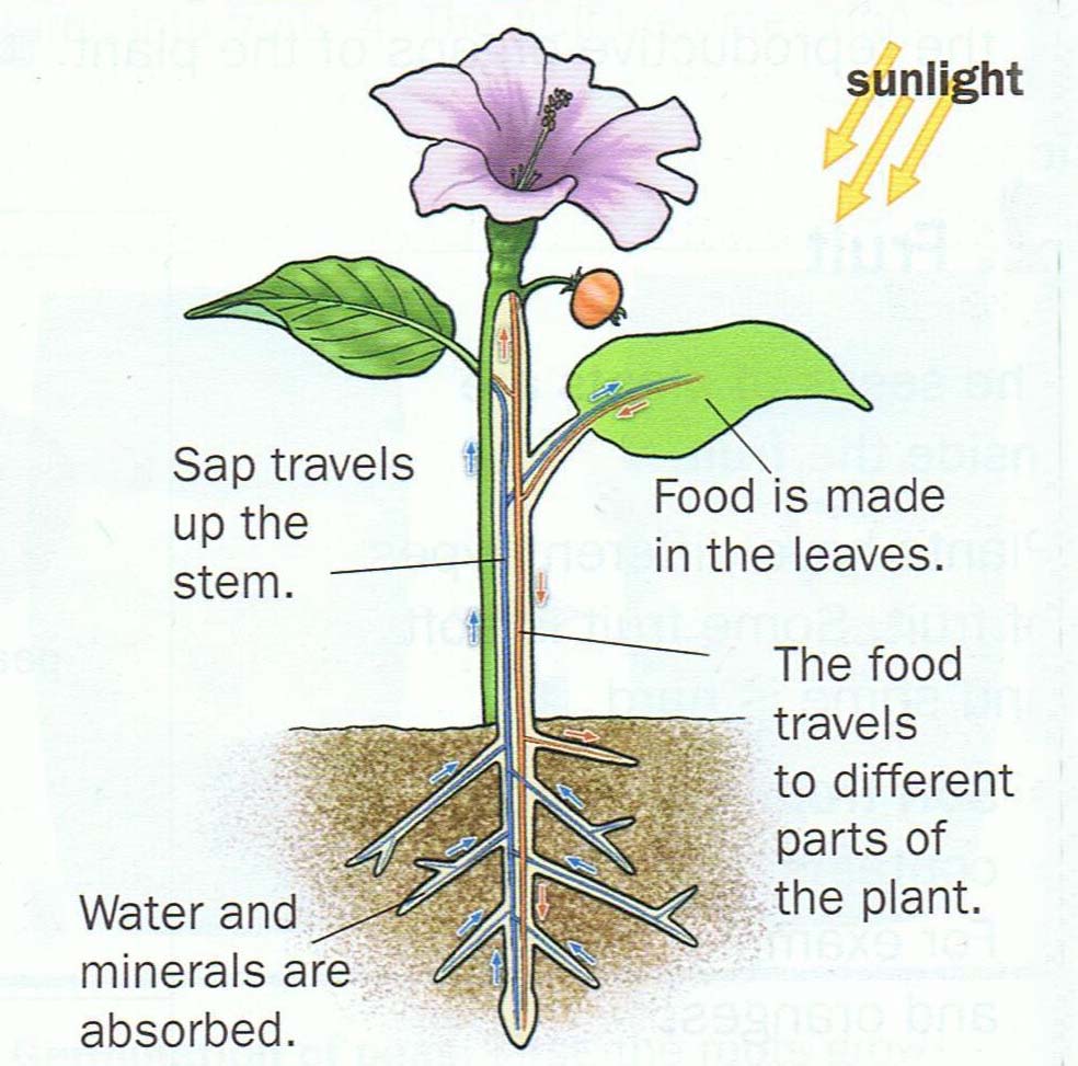 Natural and Social Science UNIT 7 PLANTS