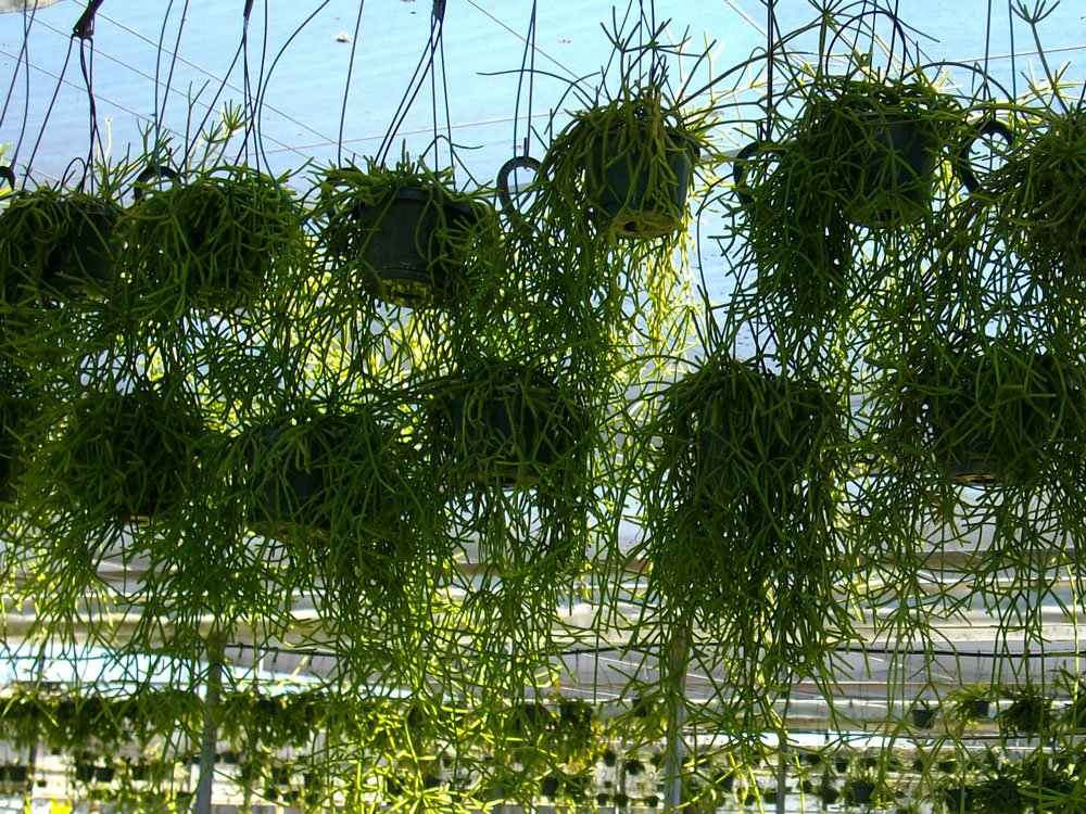 The Rainforest Garden Acres of Bromeliads at the Tropiflora Fall Festival
