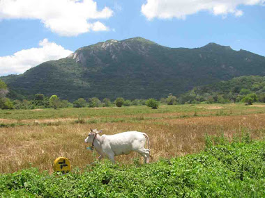 Ritigala mountain