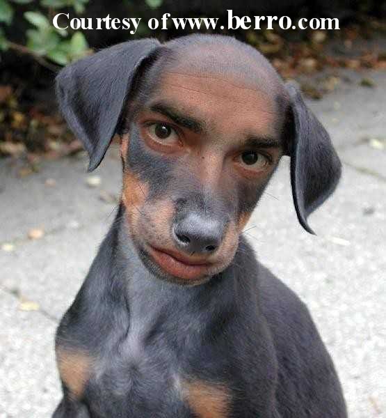 Funny+orkut+scraps+funny+dog+pictures+with+human+face.jpg