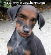 Funny orkut scraps funny dog pictures dog lion funny orkut scraps funny dog pictures with human face