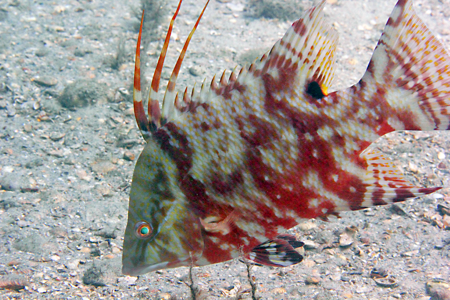 real monstrosities hogfish