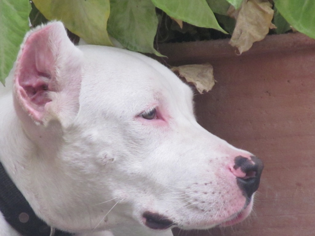 dogo argentino cropped ears