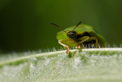 Cassida viridis