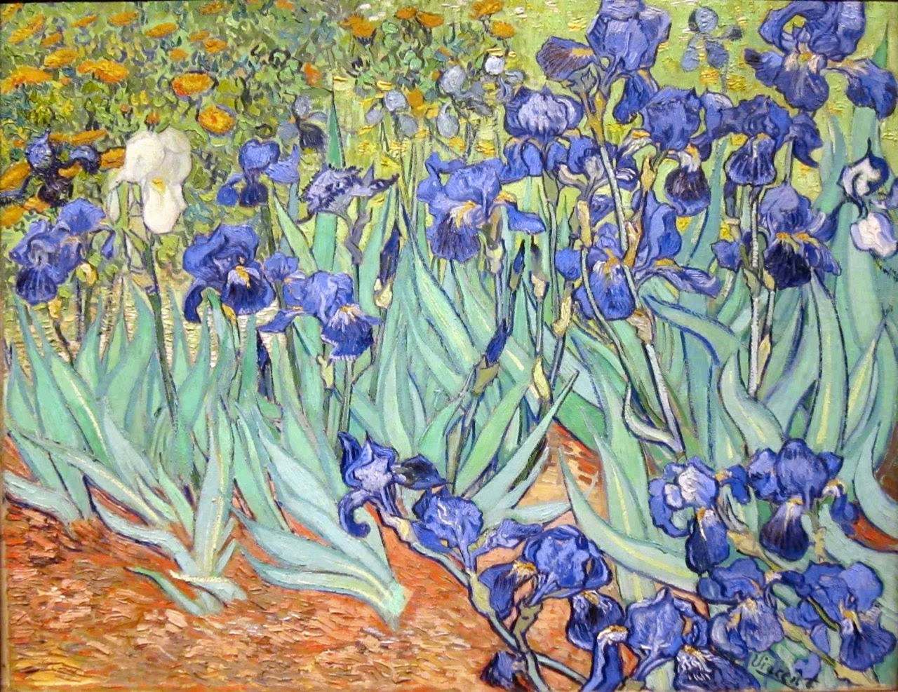 Happy Catholic* Worth a Thousand Words Irises