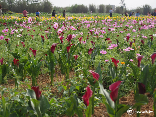 黃色海芋的花語是「志同道合、情誼高貴」,象徵友誼。 黃色海芋的花語是「志同道合、情誼高貴」,象徵友誼。