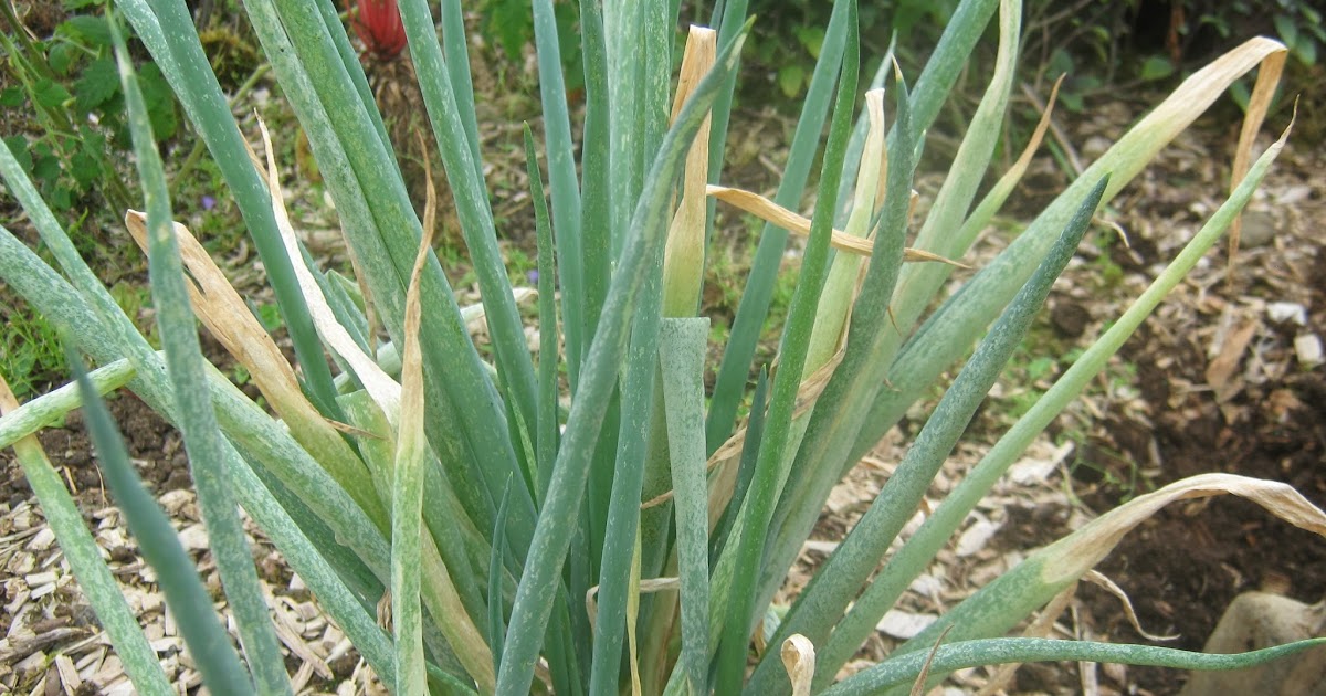 Garden Guy Hawaii Onion Thrips