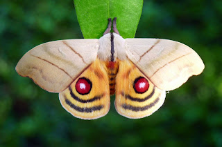 Mimetismo batesiano (Hiperchiria orodina) Mimetismo batesiano (Hiperchiria orodina)