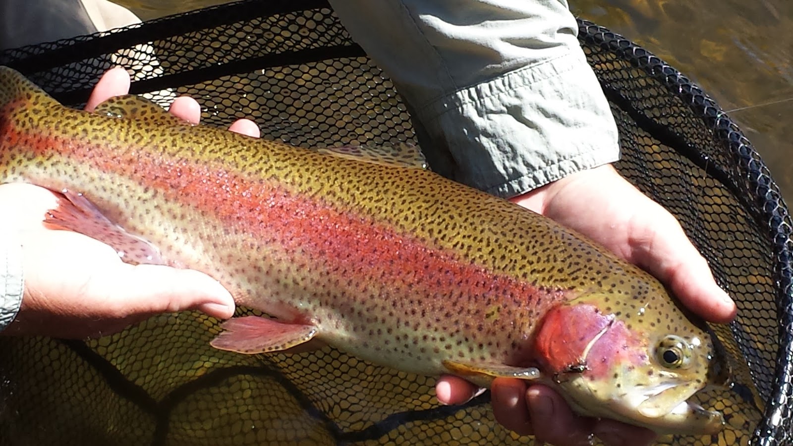 Vermont Fly Fishing Vermont Trout Fishing