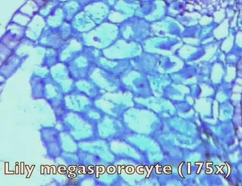 07-Lily-Megasporocyte-175x-Magnification-Smartphone-to-Digital-Microscope-Kenji-Yoshino-aka-kmyoshino-www-designstack-co