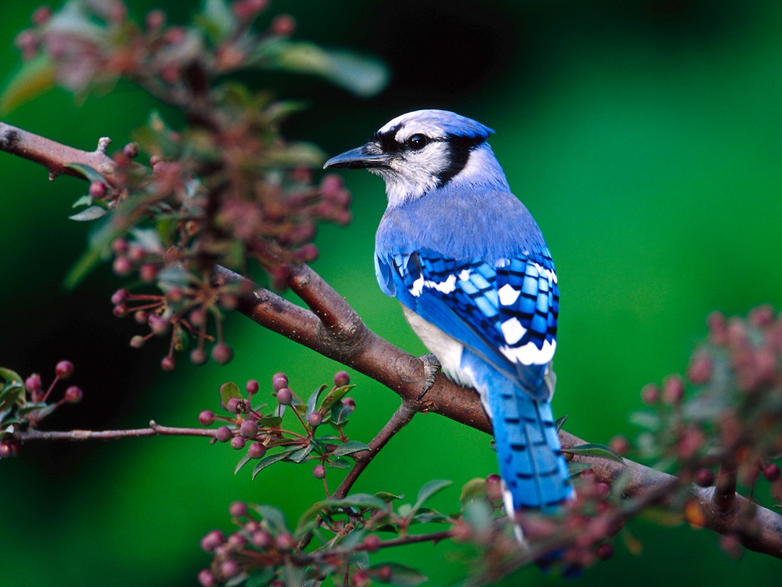 Free Download Wallpaper Hd Sparrow Bird High Resolution Full Hd