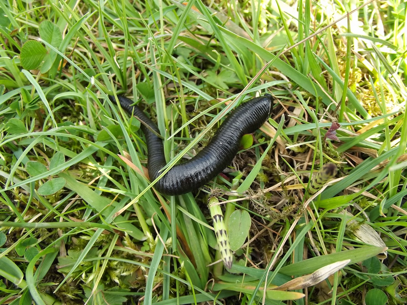 Endon Wildlife Broken branch niches and leech.