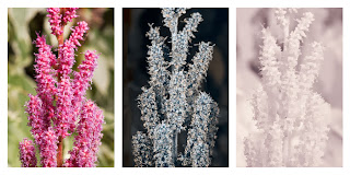 Astilbe cultivar flowers photographed in visible light (left), ultraviolet light (middle), and infrared light (right)