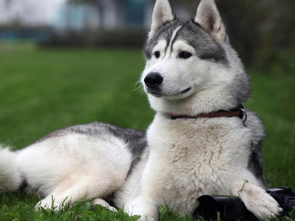 Adopt an alaskan malamute | dog breeds | petfinder