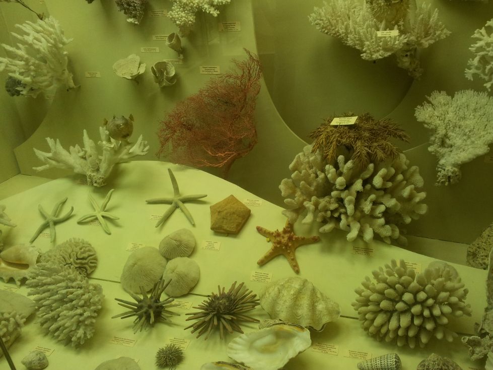 Кораллы в Москве