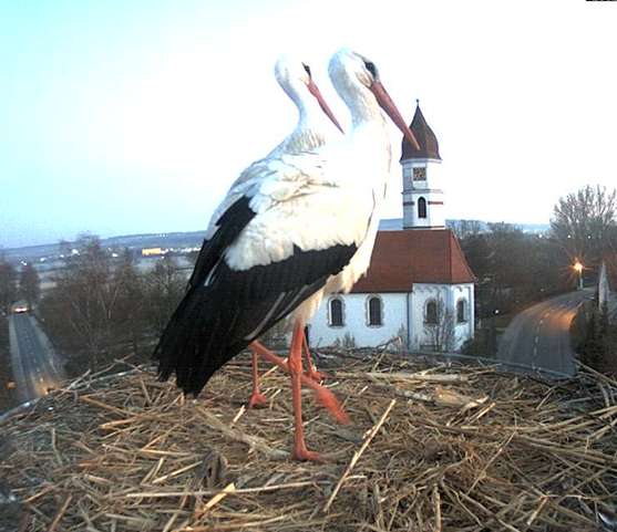 Bild