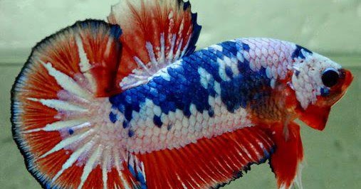 ALBINNO BETTA WOOOWW IKAN CUPANG DAPAT MEMBERIKAN KEUNTUNGAN BESAR LOOH..