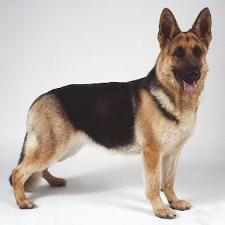 Jenis Anjing Penjaga Paling Garang Tips Petani