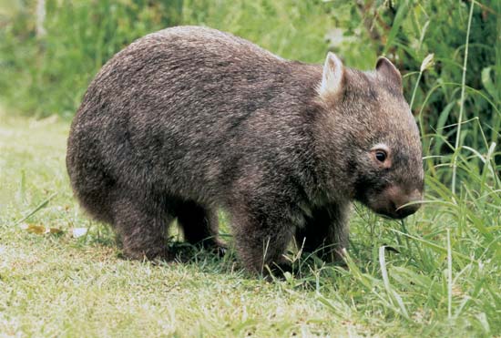 http://3.bp.blogspot.com/-dNlmdu4V_Cc/TwsHL3XxxLI/AAAAAAAAE2Q/SsAAYTZ4OlM/s1600/wombat-wombat.jpg