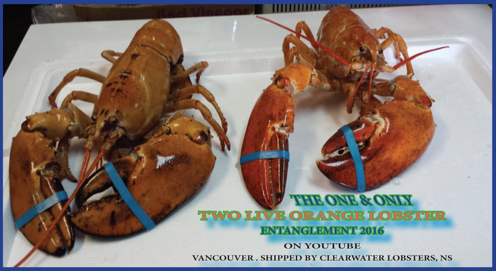 龍 情 蜜 旅 Live orange lobster 2016