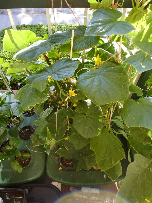 Troubleshooting the hydroponic system (Kratky method) Greens and Machines