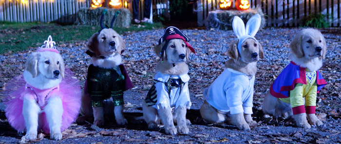 Watch A Halloween Puppy Online Hitfix Watch A Halloween Puppy Online Hitfix