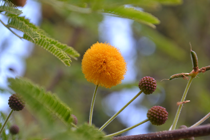 Yellow Puffs