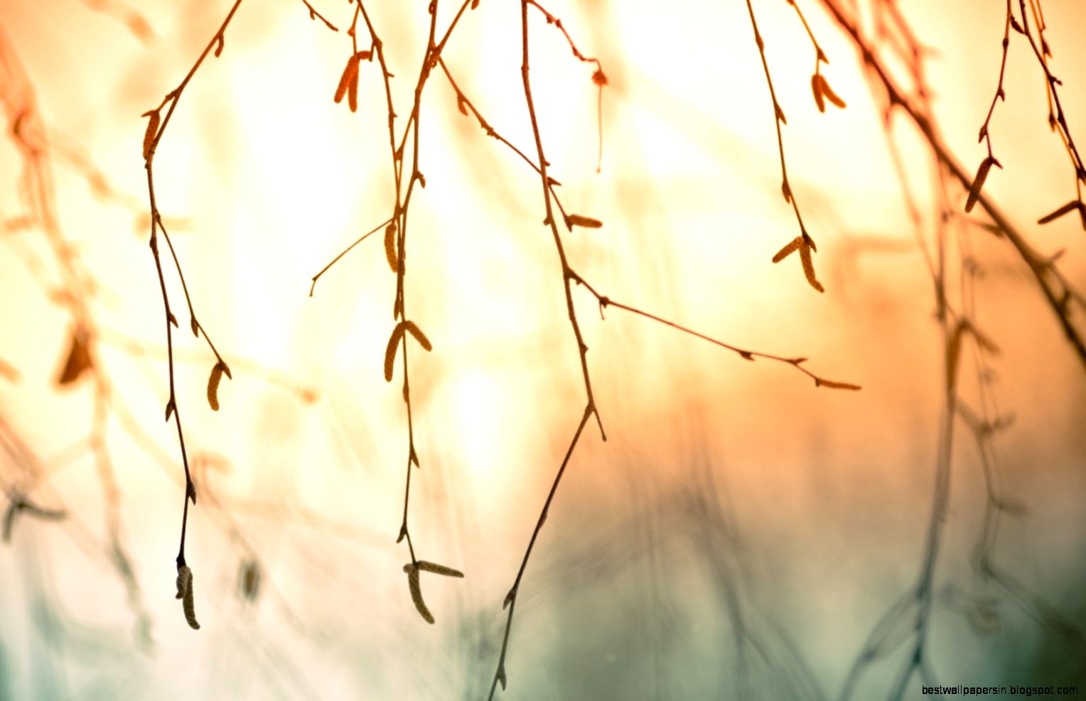 Tree Branches Flowers Nature 6924307 Tree Branches Flowers Nature 6924307