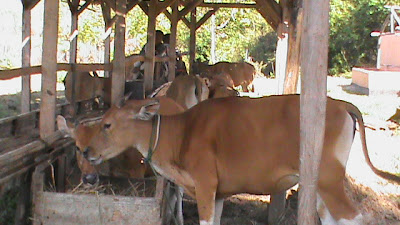 Kondisi Sapi Lewintana