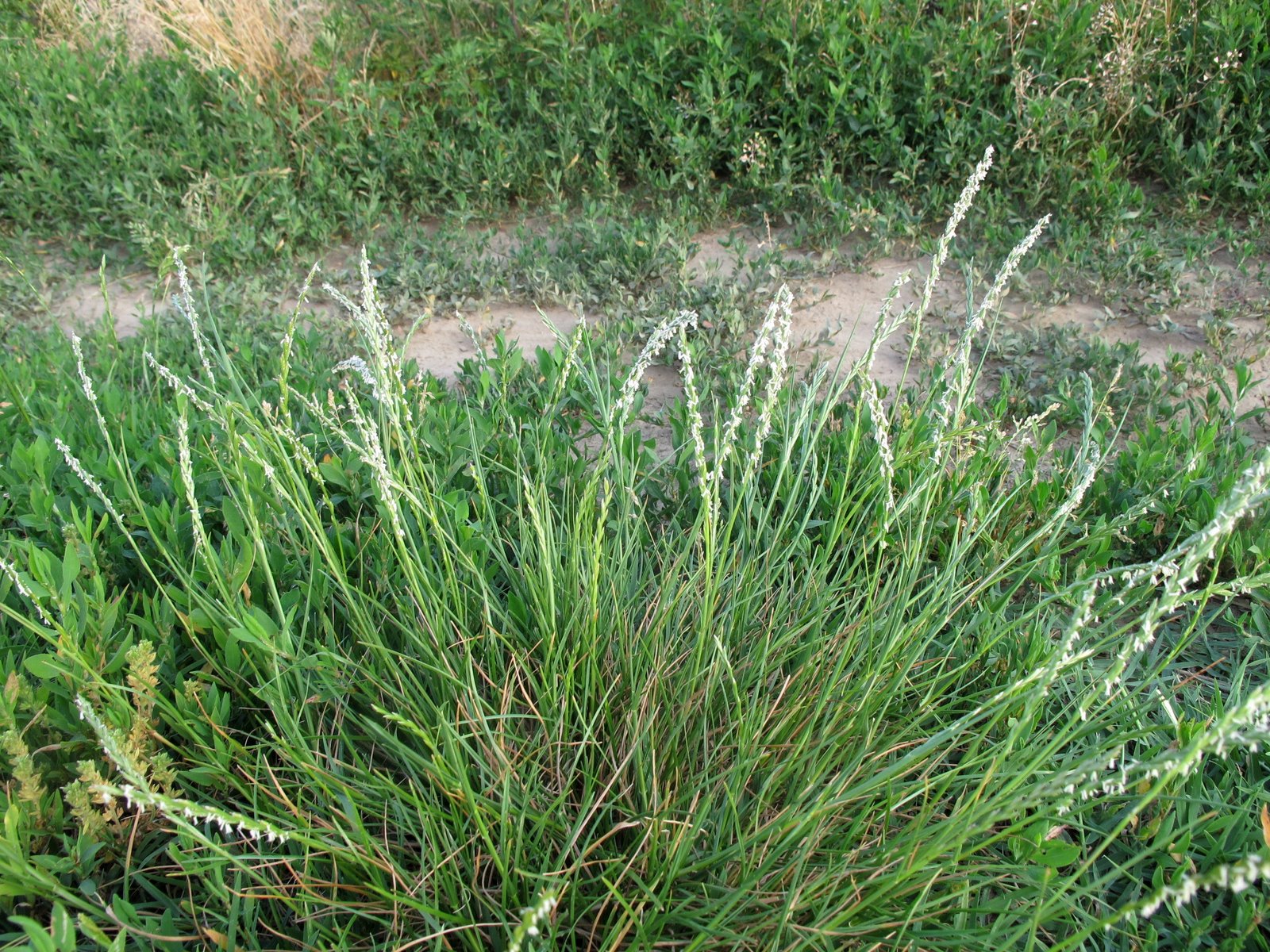 FLORA NEL SALENTO e.. anche altrove Lolium perenne L. Poaceae