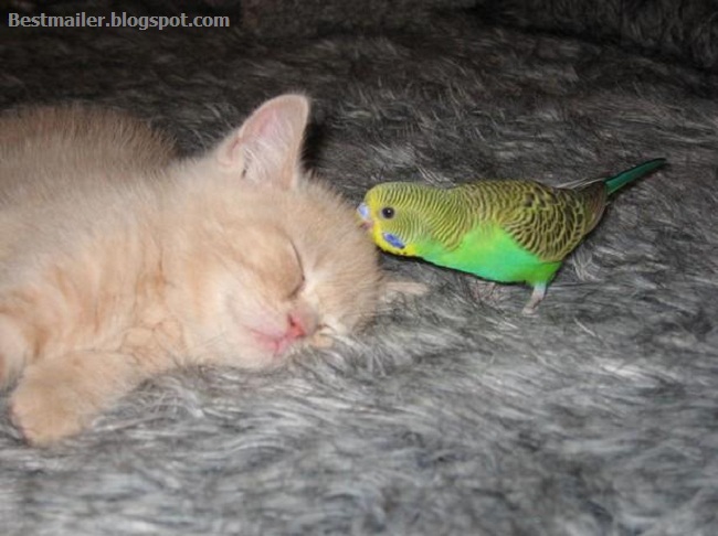 Photos of Kitten and the Bird.12