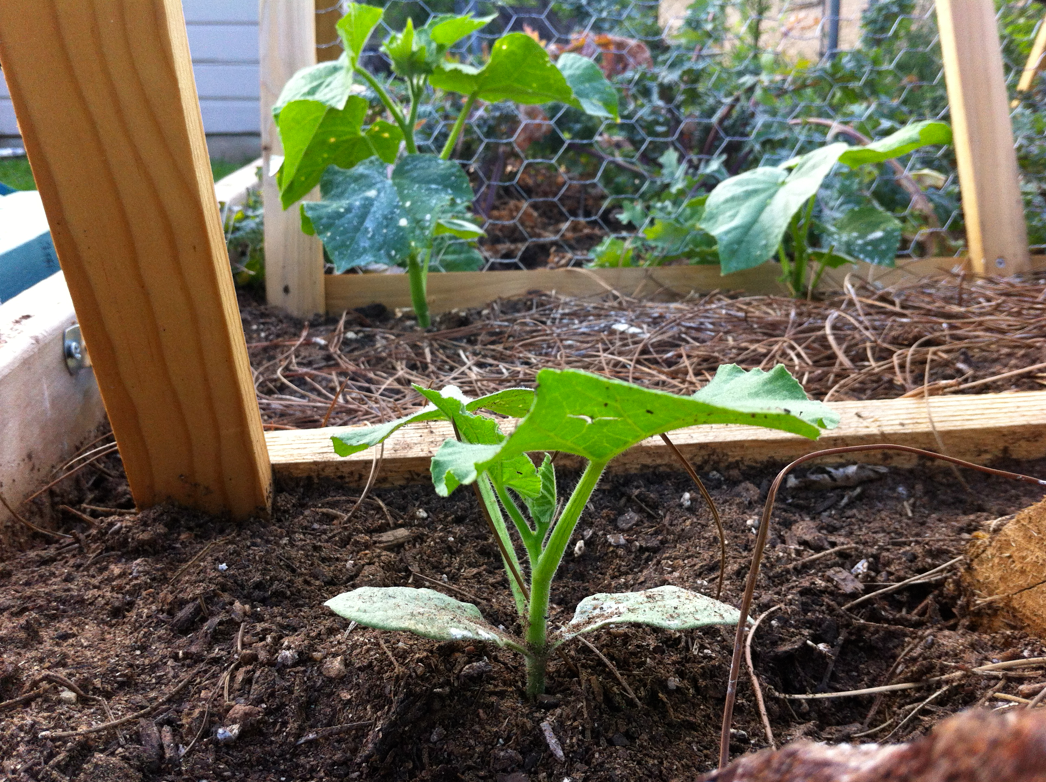 Sustainable Diet Early Summer Garden Tour