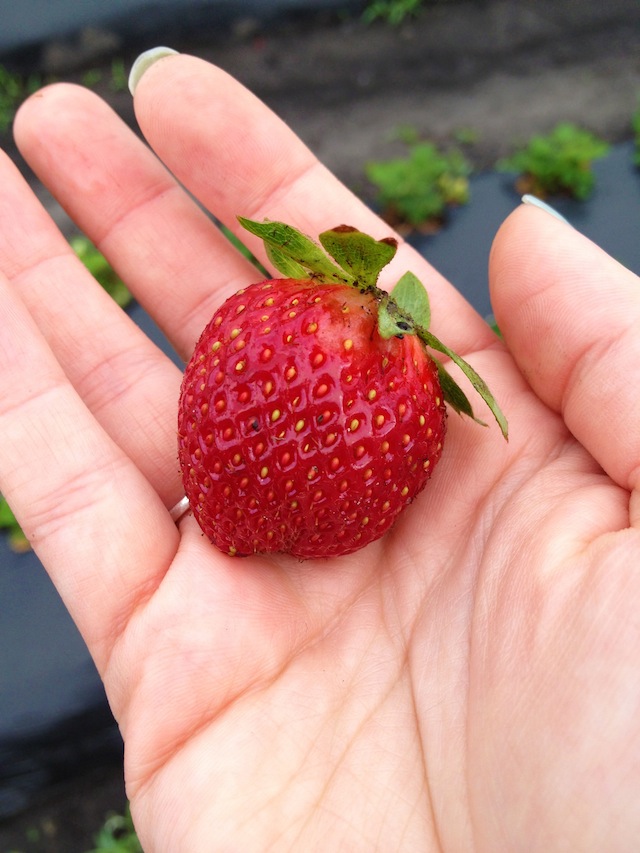 The Ink & Anchor Charleston Strawberry Picking