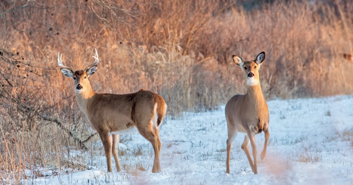 NatureShots by Terri & David Norris Killdeer Plains 2