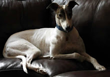 Southeastern Greyhound Adoption