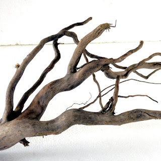 根流木の魅力はココ　長良川の流木
