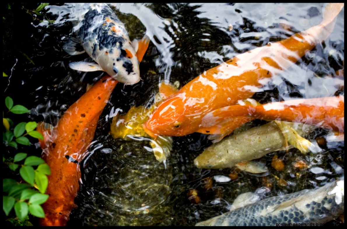 Koi Live Wallpaper For Android Free Download Koi Live Wallpaper For Android Free Download