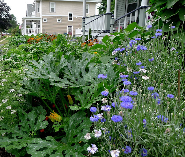 Edible Landscaping: replacing spent annual batchelor's Buttons