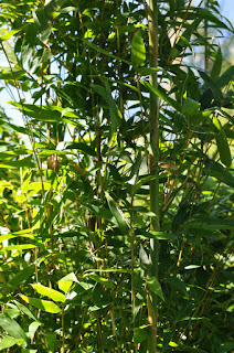 Cream stripe bamboo or Bambusa albo minor