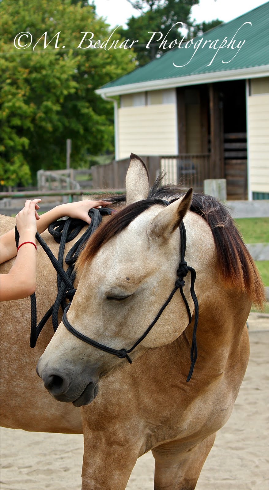 Just Horses Natural Horsemanship Our first initial steps