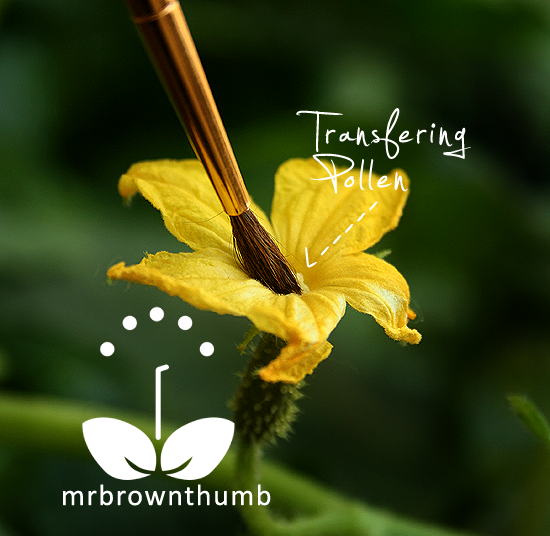 Pollinating Cucumber Flowers MrBrownThumb