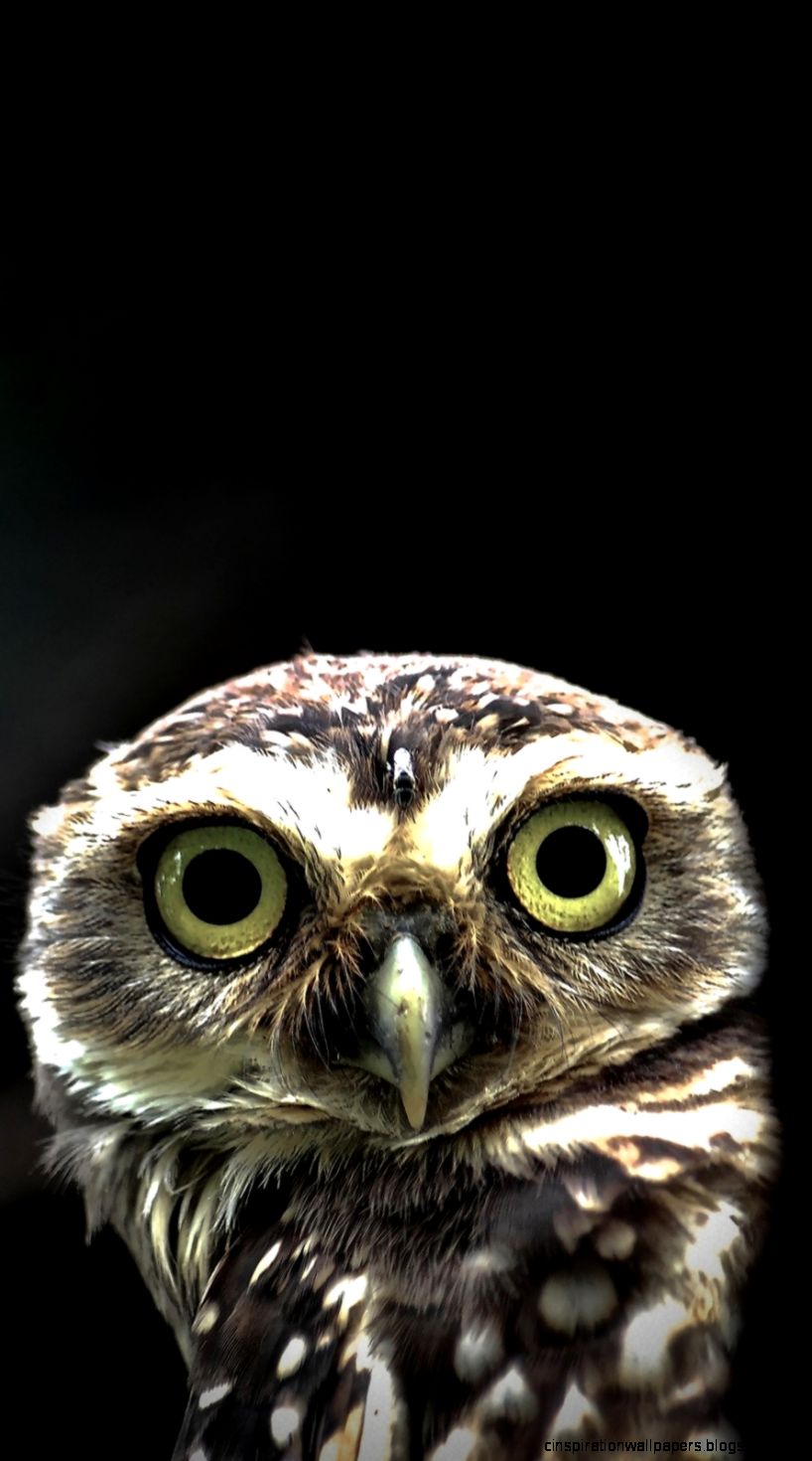 Owl in the Dark iPhone 5 Wallpaper  iPod Wallpaper HD   Free Download Owl in the Dark iPhone 5 Wallpaper  iPod Wallpaper HD   Free Download