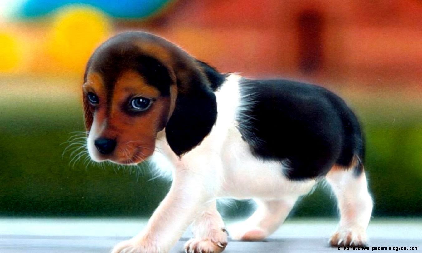 Cute Dogs Wallpapercercueilscarton Cute Dogs Wallpapercercueilscarton