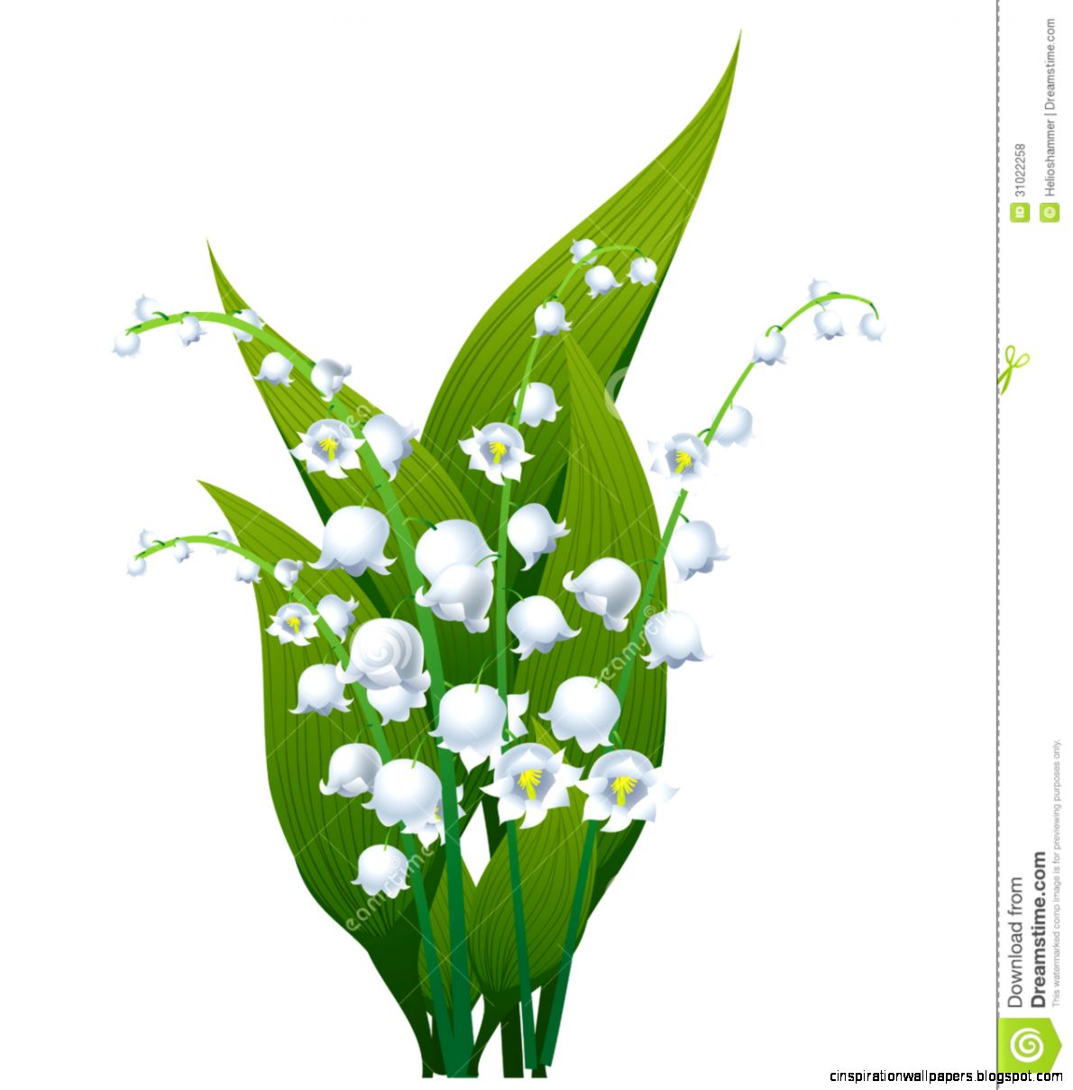Lily Of The Valley Royalty Free Stock Photos Image 31022258 Lily Of The Valley Royalty Free Stock Photos Image 31022258