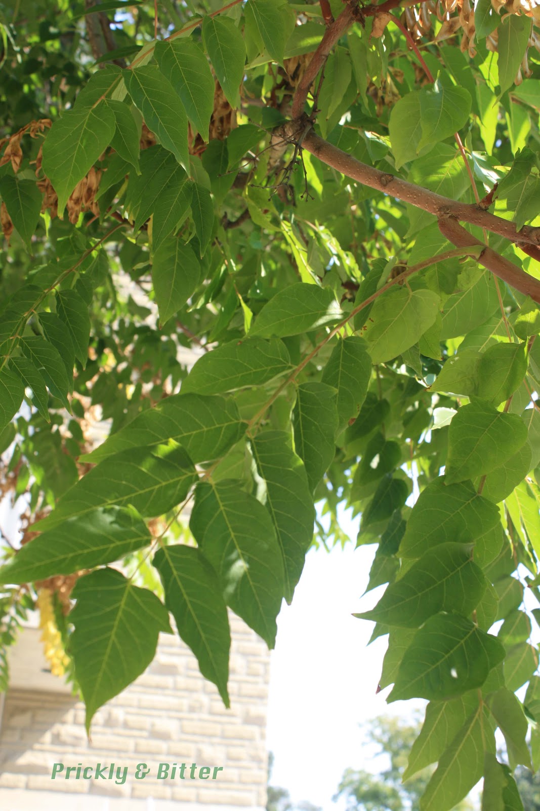 Prickly and Bitter The tree of anythingbutheaven