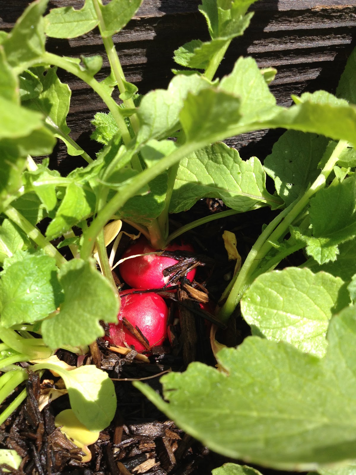 Morrison Victory Garden Radish, space saver or garden art
