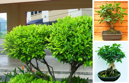 Indian Laurel Fig Perfect For Bonsai Magnificent Green